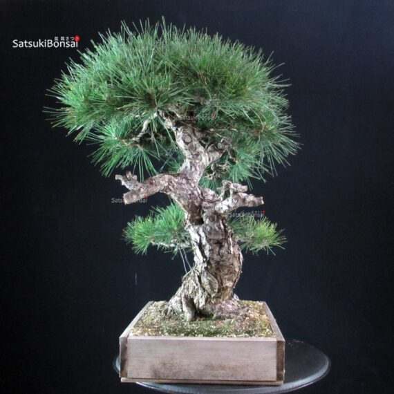 Pinus Thunbergii Kuromatsu - immagine 4