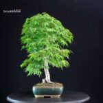 Acero Palmato Yamamomiji - immagine 4