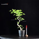 Ginkgo Biloba Ohatsuki