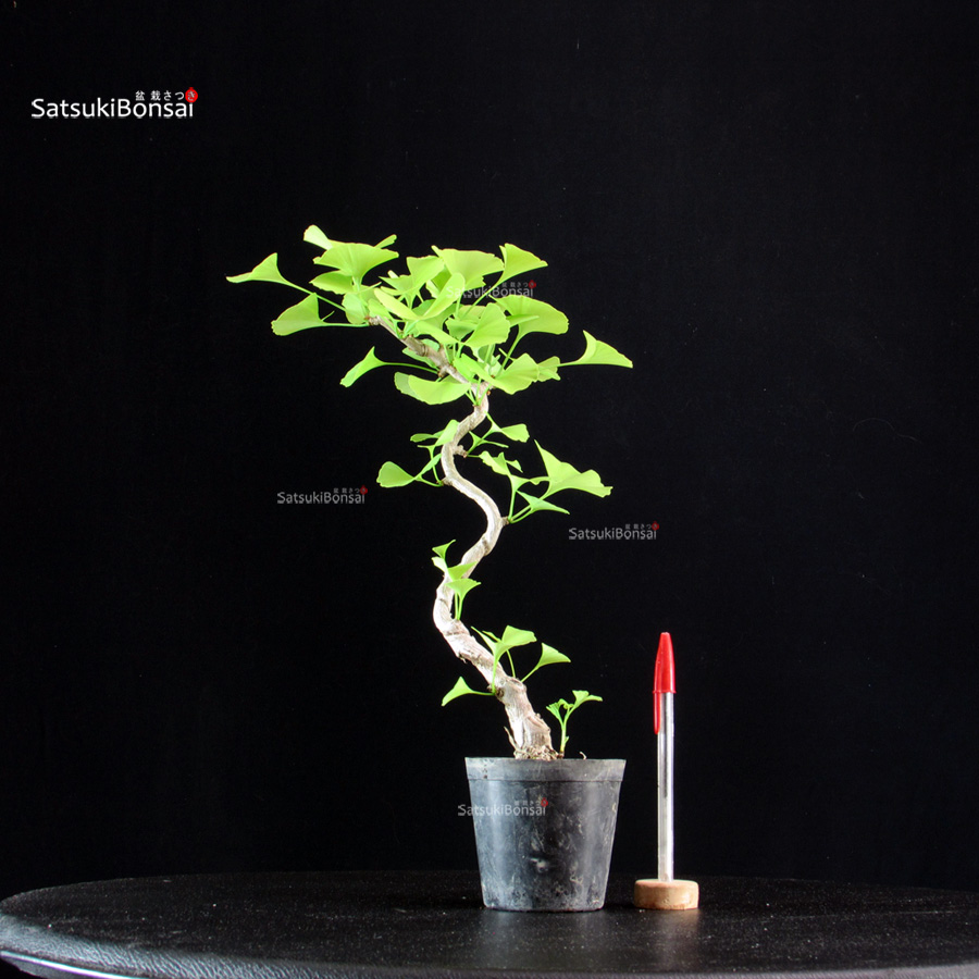 5828_1-Ginkgo Biloba Ohatsuki Ginkgo Biloba Ohatsuki - immagine 1
