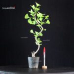Ginkgo Biloba Ohatsuki