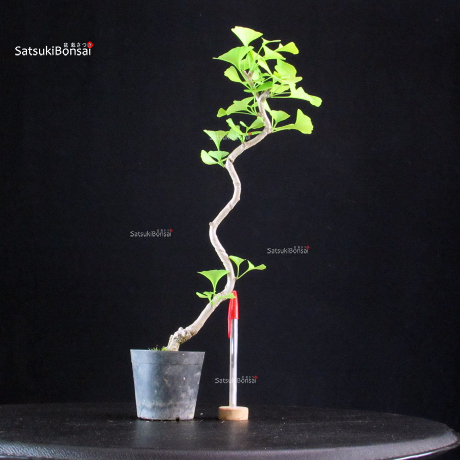 5834_1-Ginkgo Biloba Ohatsuki Ginkgo Biloba Ohatsuki - immagine 1
