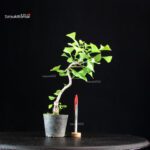 Ginkgo Biloba Ohatsuki