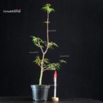 Acer Palmatum Mai Hime