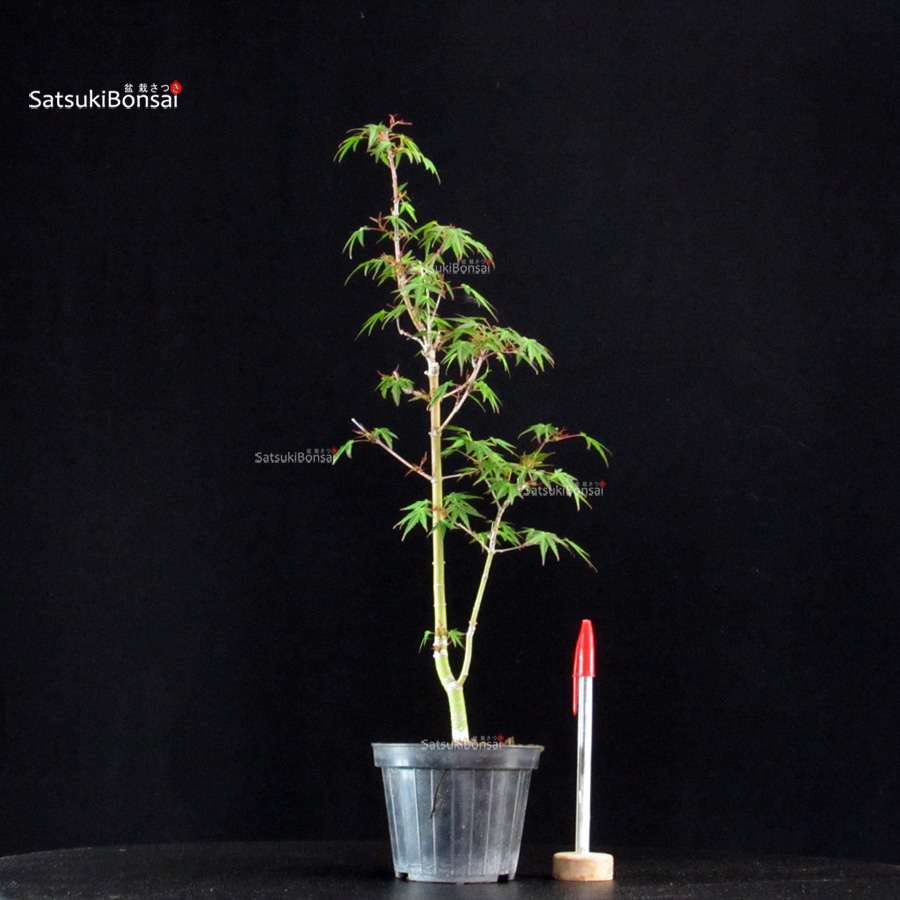 5853_1-Acer palmatum Mai Hime Acer Palmatum Mai Hime - immagine 1