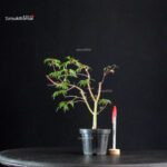 Acer Palmatum Mai Hime