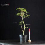 Acer Palmatum Mai Hime