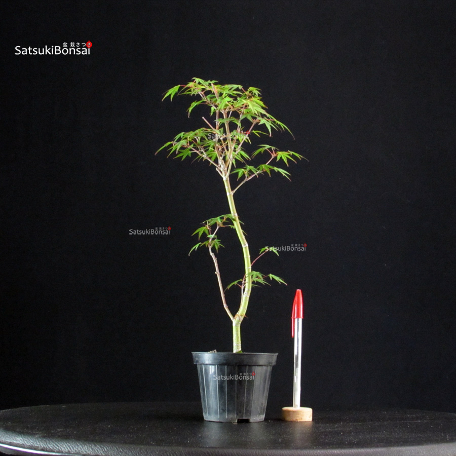 5856_1-Acer palmatum Mai Hime Acer Palmatum Mai Hime - immagine 1