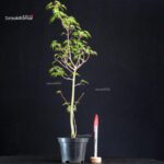 Acer Palmatum Mai Hime