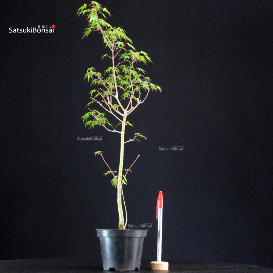 5858_1-Acer palmatum Mai Hime Acer Palmatum Mai Hime - immagine 1