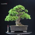 Pinus Pentaphylla - Goyomatsu
