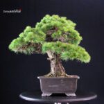 Pinus Pentaphylla - Goyomatsu - immagine 2