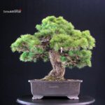 Pinus Pentaphylla - Goyomatsu - immagine 3
