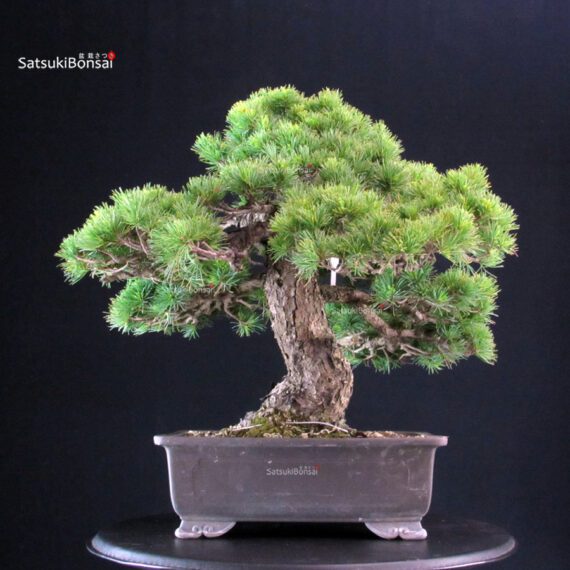 Pinus Pentaphylla - Goyomatsu - immagine 3