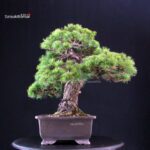 Pinus Pentaphylla - Goyomatsu - immagine 4