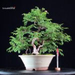 Rosa Hirtula - Hakone Sansho