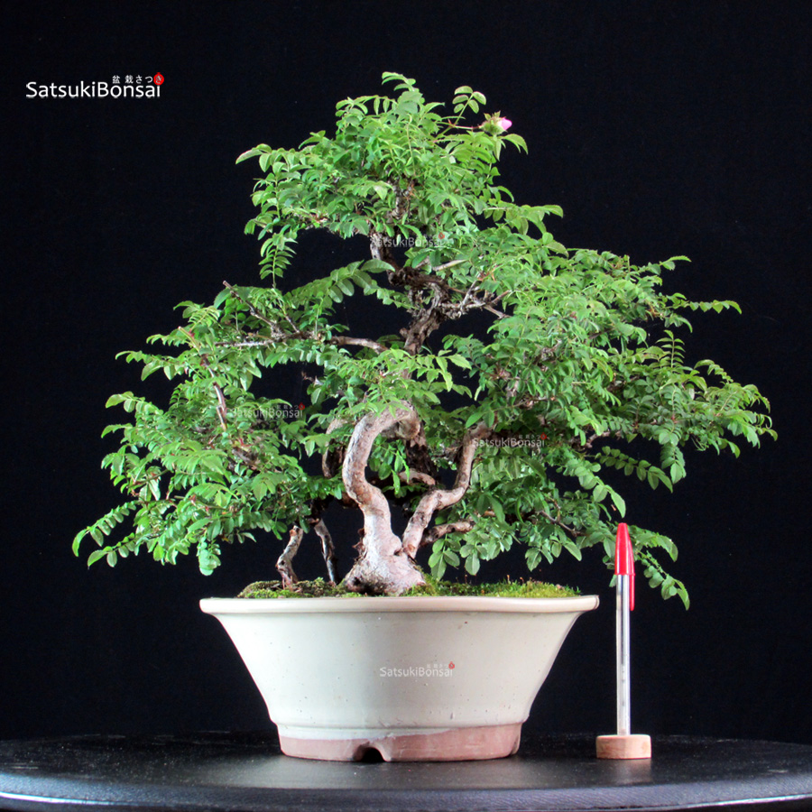 5895_1-Rosa-Akone-Sansho Rosa Hirtula - Hakone Sansho - immagine 1