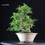 Rosa Hirtula - Hakone Sansho - immagine 4