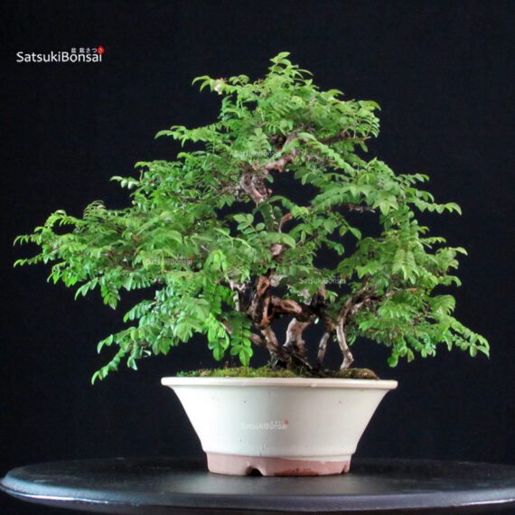 Rosa Hirtula - Hakone Sansho - immagine 5