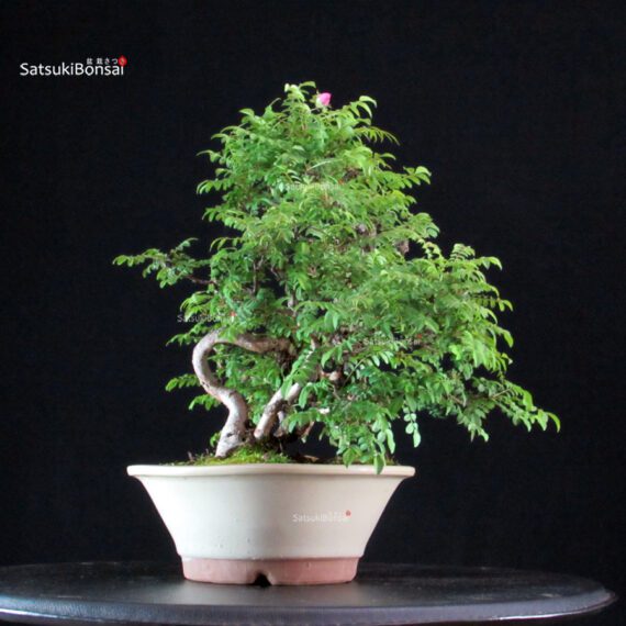 Rosa Hirtula - Hakone Sansho - immagine 6