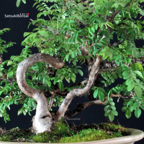 Rosa Hirtula - Hakone Sansho - immagine 7