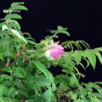 Rosa Hirtula - Hakone Sansho - immagine 3