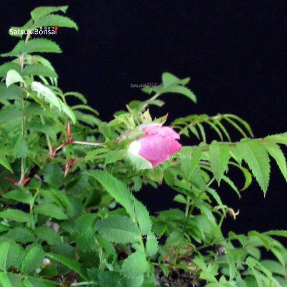 Rosa Hirtula - Hakone Sansho - immagine 3