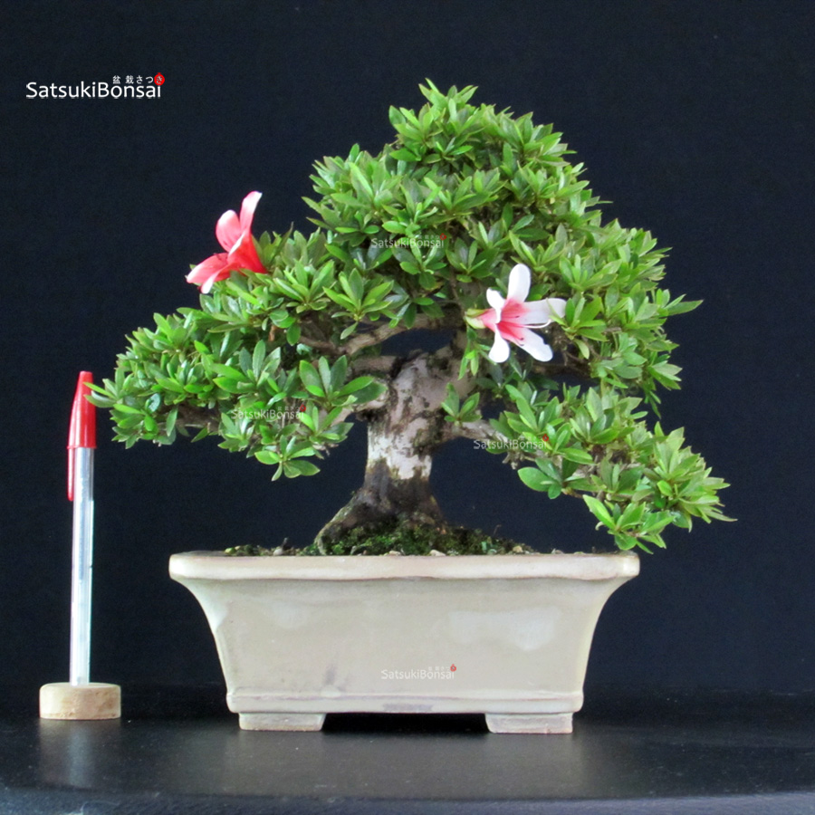 5904_1-Satsuki-Hi-no-Maru Azalea Satsuki HI-NO-MARU - immagine 1