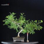 Rosa Hirtula - Hakone Sansho