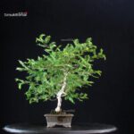 Rosa Hirtula - Hakone Sansho - immagine 2