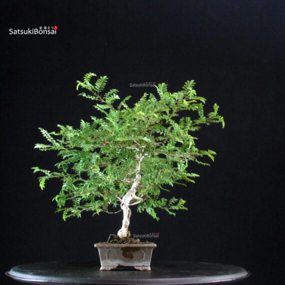 Rosa Hirtula - Hakone Sansho - immagine 2