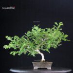 Rosa Hirtula - Hakone Sansho - immagine 3