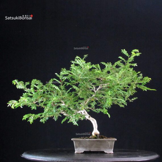 Rosa Hirtula - Hakone Sansho - immagine 3