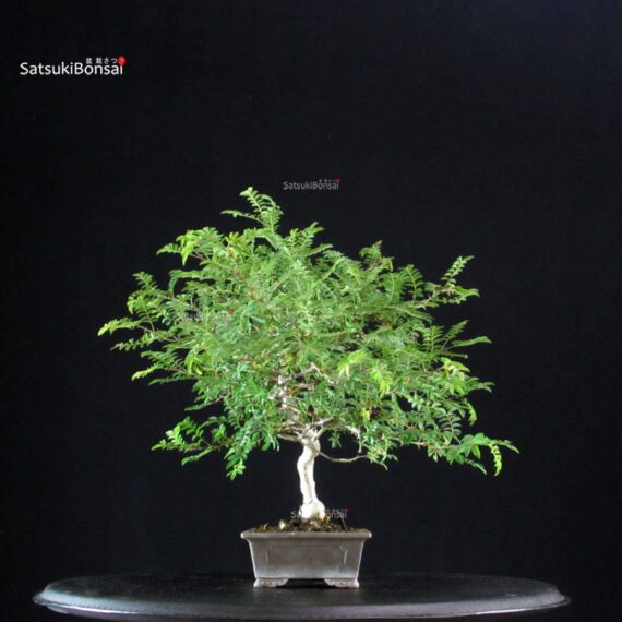 Rosa Hirtula - Hakone Sansho - immagine 4