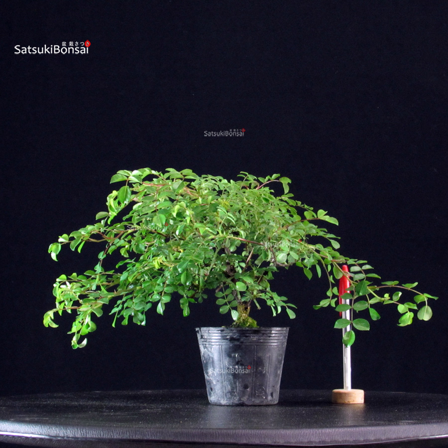 5930_1-Rosa-Nobara Rosa Nobara - immagine 1