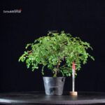 Rosa Nobara