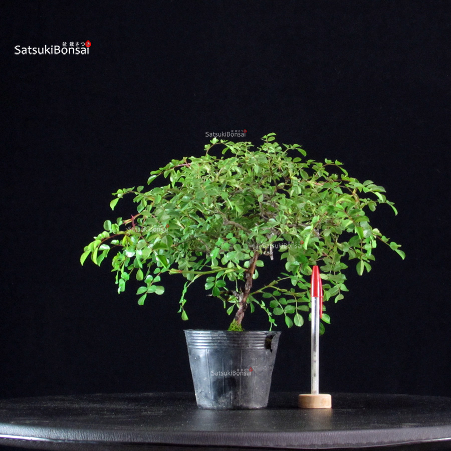 5931_1-Rosa-Nobara Rosa Nobara - immagine 1