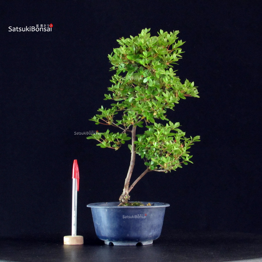 6003_1-Rhododendron indicum Kakuo Azalea Satsuki KAKUO - immagine 1
