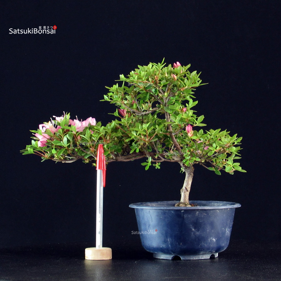 6006_1-Rhododendron indicum Kakuo Azalea Satsuki KAKUO - immagine 1