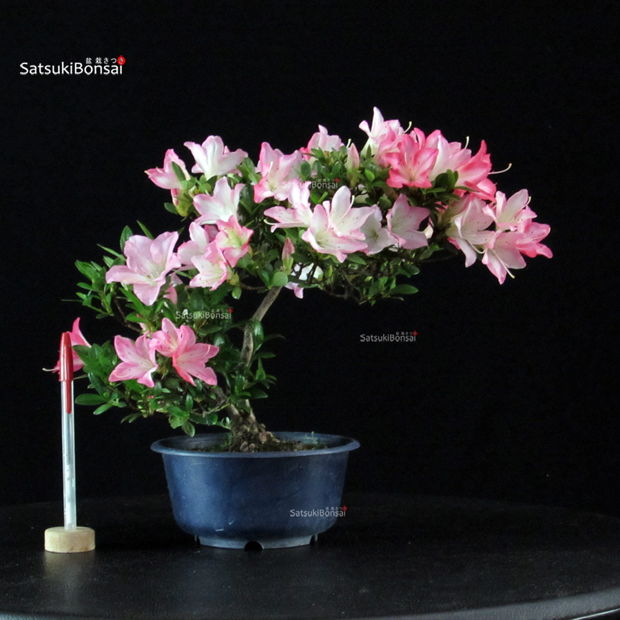 6015_8-Satsuki Karenko Azalea Satsuki KARENKO - immagine 1