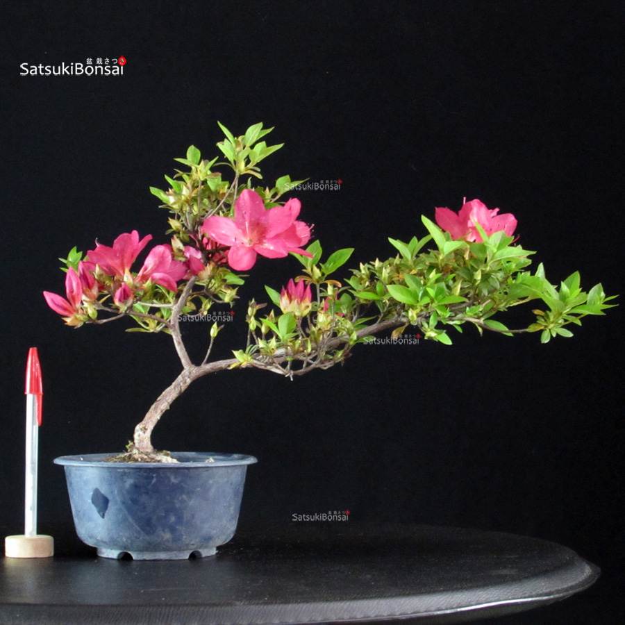 6017_1-Rhododendron indicum Kirin no kagami Azalea Satsuki KIRIN NO KAGAMI - immagine 1