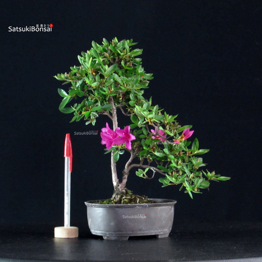 6019_1-Rhododendron indicum Hoshinokagayaki Azalea Satsuki HOSHI NO KAGAYAKI - immagine 1