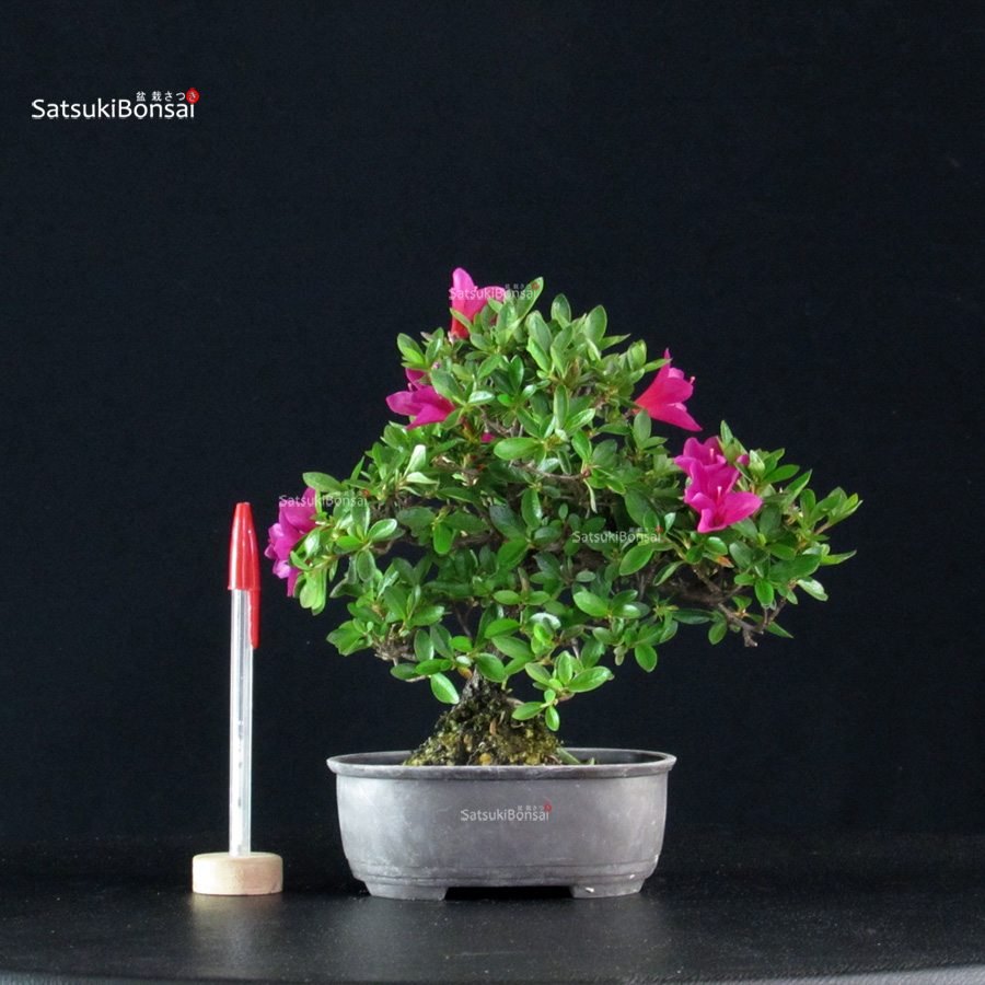 6021_1-Rhododendron indicum Hoshinokagayaki Azalea Satsuki HOSHI NO KAGAYAKI - immagine 1