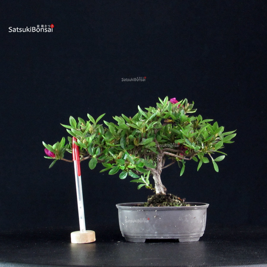 6022_1-Rhododendron indicum Hoshinokagayaki Azalea Satsuki HOSHI NO KAGAYAKI - immagine 1