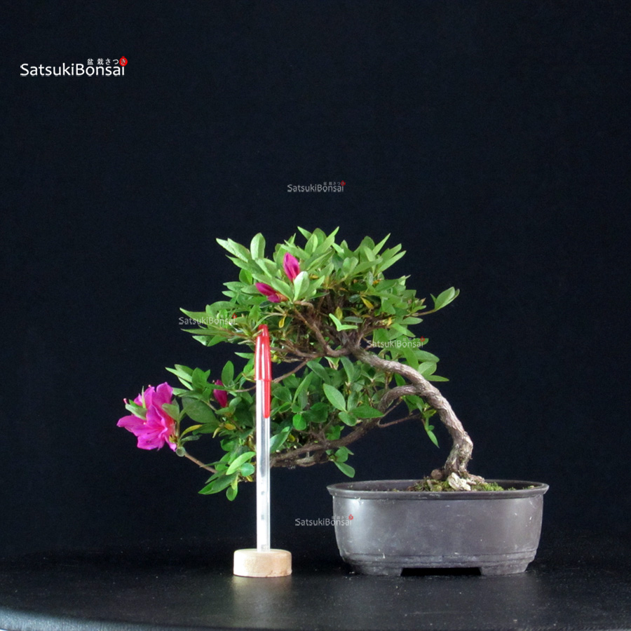 6024_1-Rhododendron indicum Hoshinokagayaki Azalea Satsuki HOSHI NO KAGAYAKI - immagine 1