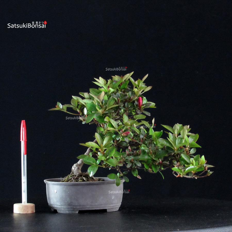 6026_1-Rhododendron indicum Azuma Kagami Azalea Satsuki AZUMA KAGAMI - immagine 1