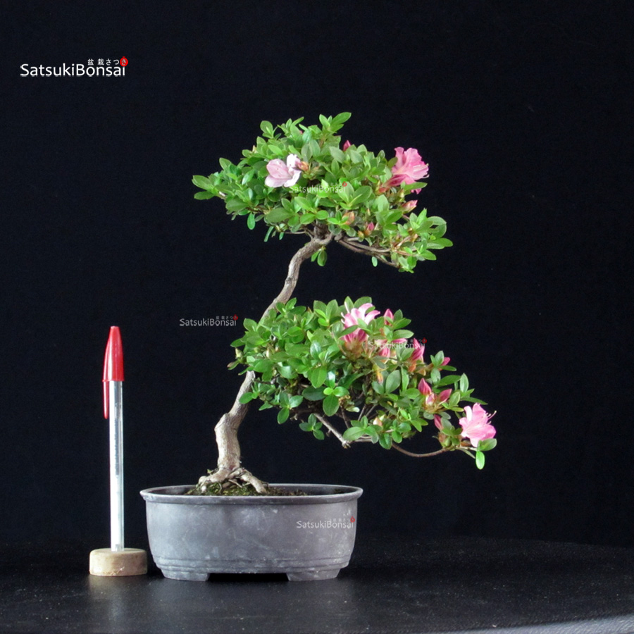 6027_1-Rhododendron indicum Kakuo Azalea Satsuki KAKUO - immagine 1