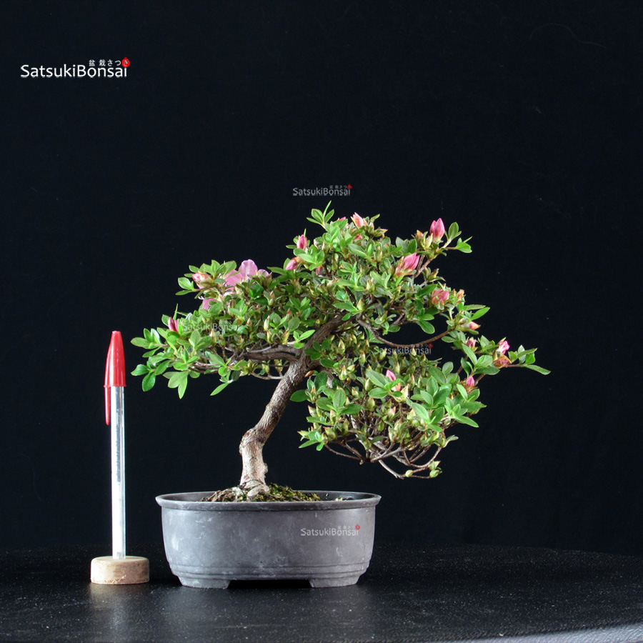 6028_1-Rhododendron indicum Kakuo Azalea Satsuki KAKUO - immagine 1