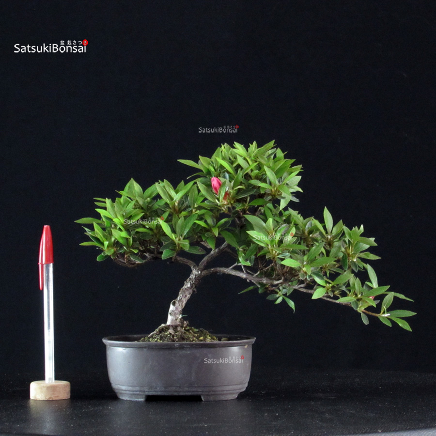 6032_1-Rhododendron indicum Korin Azalea Satsuki KORIN - immagine 1