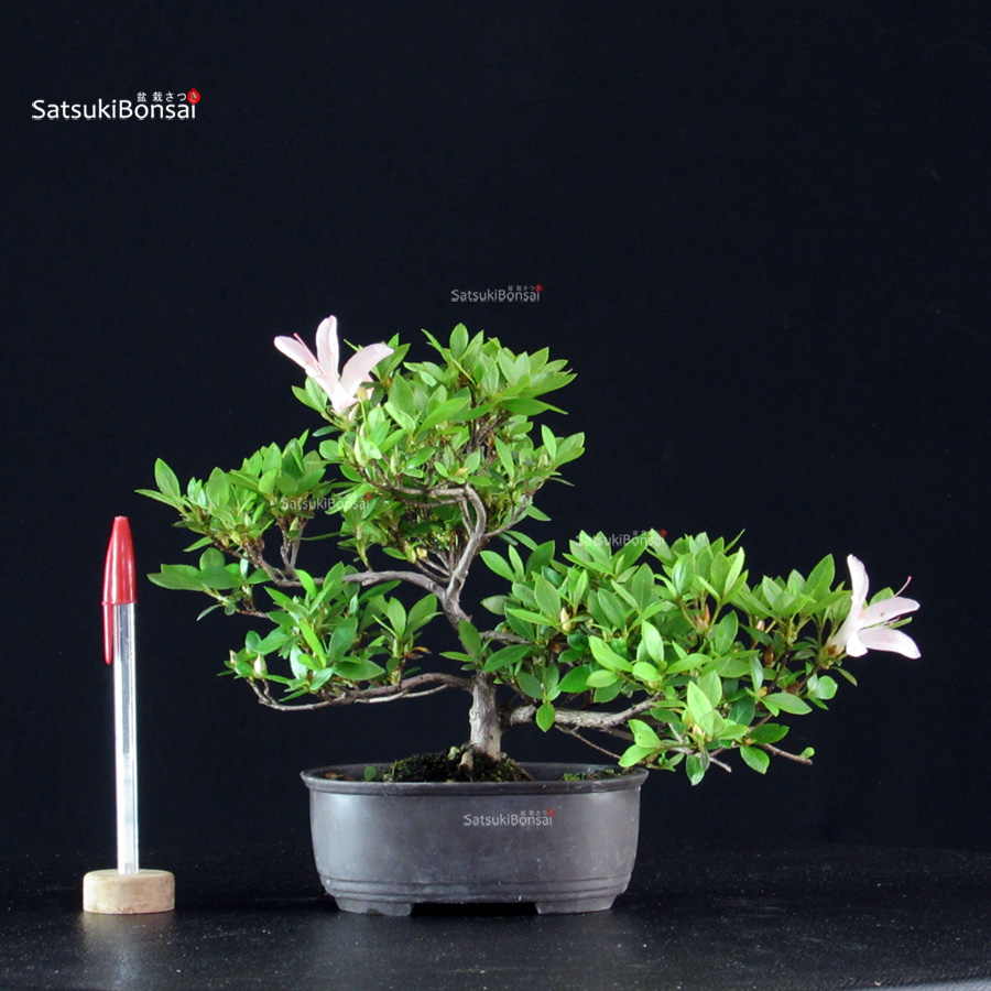 6033_1-Rhododendron indicum Azalea Satsuki - immagine 1